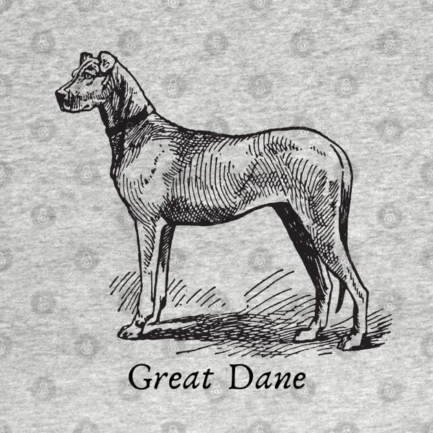 Great Dane Vintage Sketch by Handy Unicorn